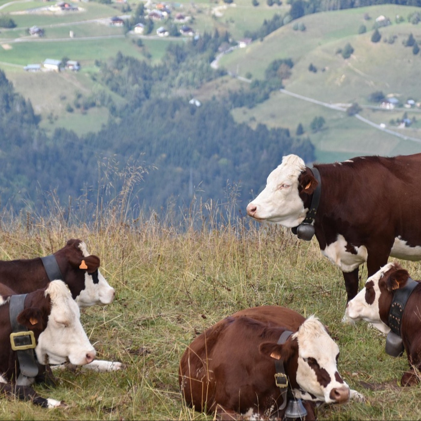 Dermatose nodulaire contagieuse : la vigilance reste de mise dans les Vosges